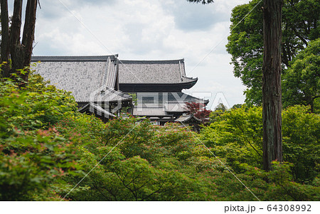 京都 東福寺 青もみじの境内 64308992