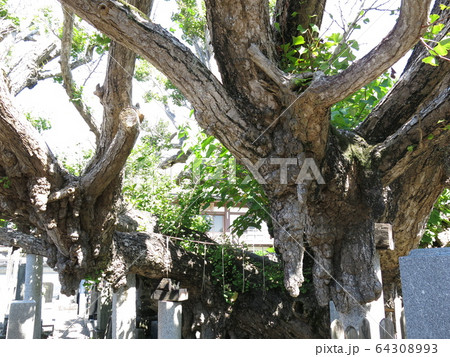 勝浦市の高照寺にある乳公孫樹 勝浦市の高照寺にある乳公孫樹 64308993