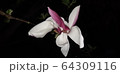 春 4月 スプリング 64309116