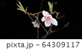 春 4月 スプリング 64309117