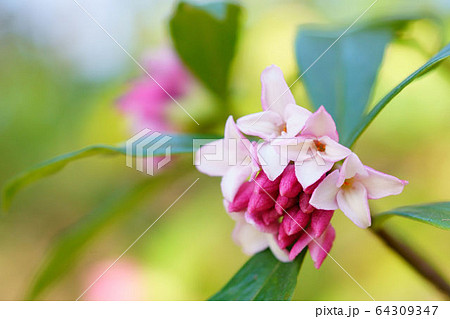 ジンチョウゲ ジンチョウゲ 64309347