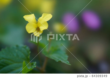 オオバキスミレ オオバキスミレ 64309349