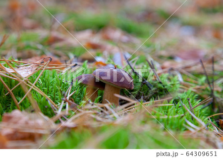 Wild edible bay bolete known as imleria badia or 64309651