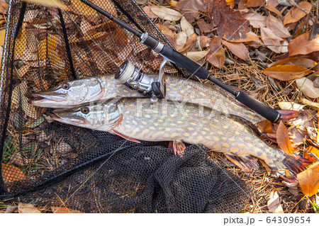 Freshwater pike fish. Two freshwater pikes fish, 64309654