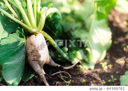 大根 大根 64309762