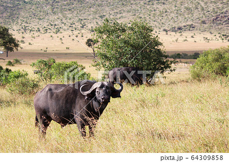 ケニア・マサイマラのバッファロー A buffalo in Maasai Mara,Kenya ケニア・マサイマラのバッファロー A buffalo in Maasai Mara,Kenya 64309858