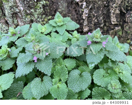 ヒメオドリコソウ/Purple Deadnettle ヒメオドリコソウ/Purple Deadnettle 64309931