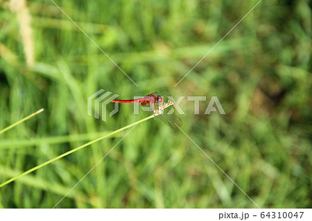 Dragonfly on flower macro view. 64310047