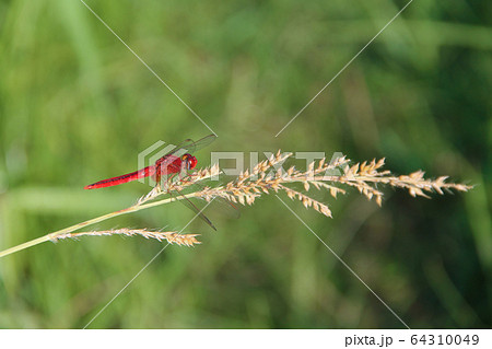 Dragonfly on flower macro view. 64310049
