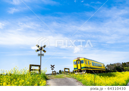 千葉県 いすみ鉄道 第二五之町踏切の菜の花と気動車 千葉県 いすみ鉄道 第二五之町踏切の菜の花と気動車 64310430