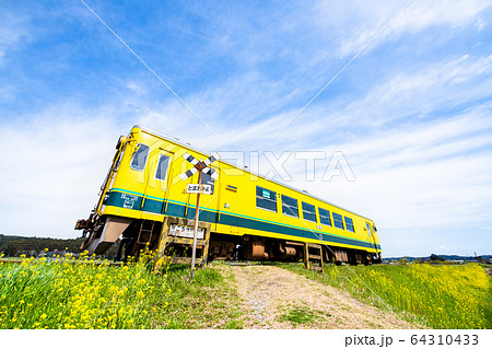 千葉県 いすみ鉄道　第二五之町踏切の菜の花と気動車 64310433