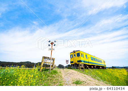 千葉県 いすみ鉄道 第二五之町踏切の菜の花と気動車 千葉県 いすみ鉄道 第二五之町踏切の菜の花と気動車 64310434