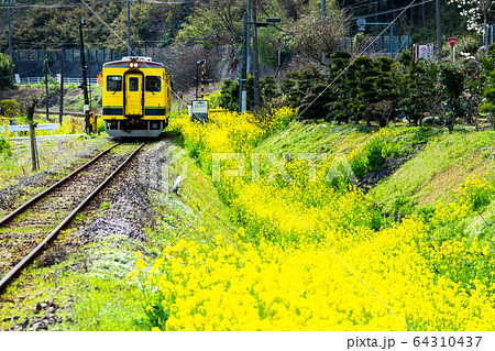千葉県 いすみ鉄道　東総元駅付近の菜の花と気動車 64310437