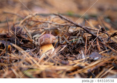 Imleria badia or Boletus badius commonly known as 64310538
