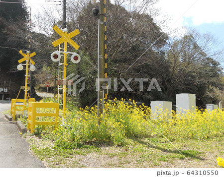 踏切に咲く菜の花畑 64310550