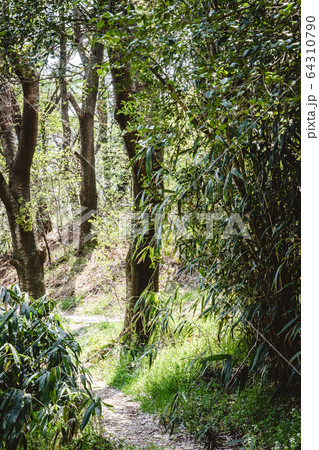 フル 田舎 森 64310790