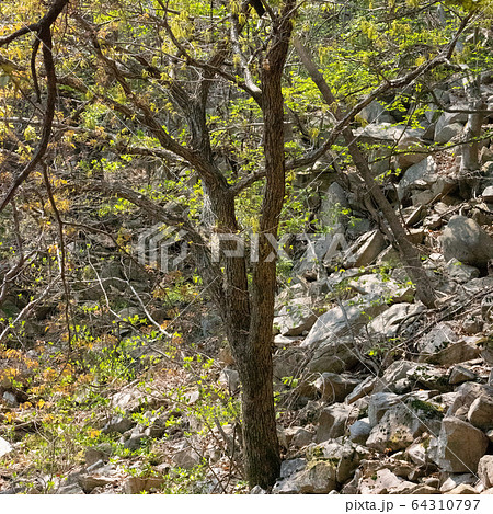 フル 田舎 森 64310797