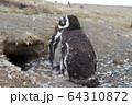 チリのペンギン 64310872