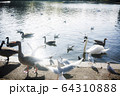Hyde Park birds standing near lake (London, UK) 64310888