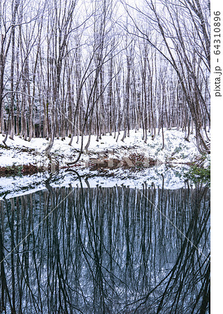 《新潟県》積雪の美人林 64310896