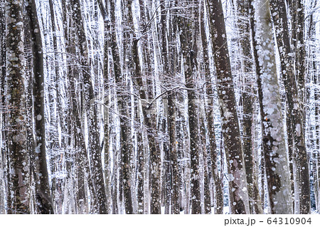 《新潟県》積雪の美人林 64310904