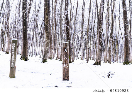 《新潟県》積雪の美人林 64310928