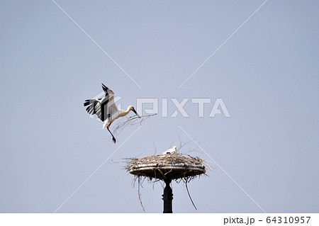 コウノトリ 巣 鳥の写真素材