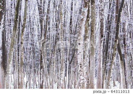 《新潟県》積雪の美人林 64311013