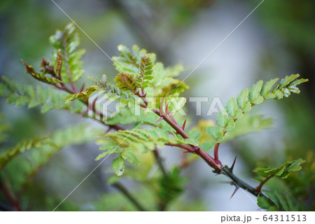 ヤマサンショウ 64311513