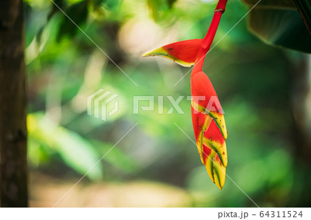 Goa, India. Red Flower Of Heliconia Rostrata Also Known As Hanging Lobster Claw Or False Bird Of Paradise Goa, India. Red Flower Of Heliconia Rostrata Also Known As Hanging Lobster Claw Or False Bird Of Paradise 64311524