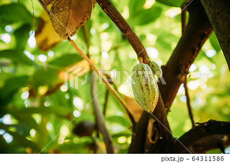 Goa, India. Close View Of Green Fruits Of Cocoa On Tree 64311586