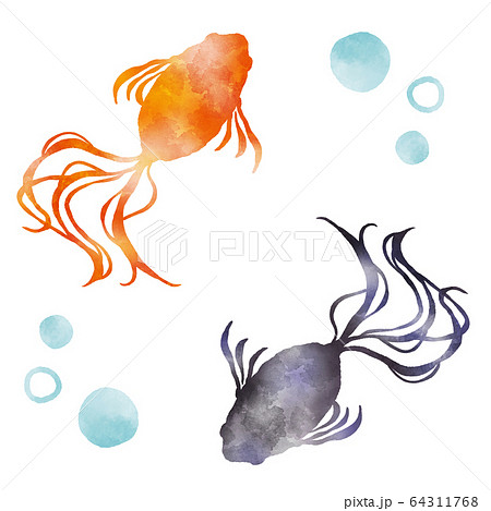 金魚 赤と黒 水彩風イラストのイラスト素材