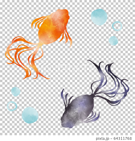 金魚 赤と黒 水彩風イラストのイラスト素材