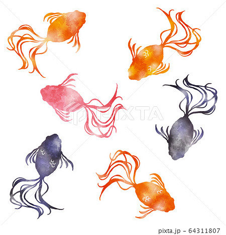 金魚 水彩風イラスト 金魚 水彩風イラスト 64311807