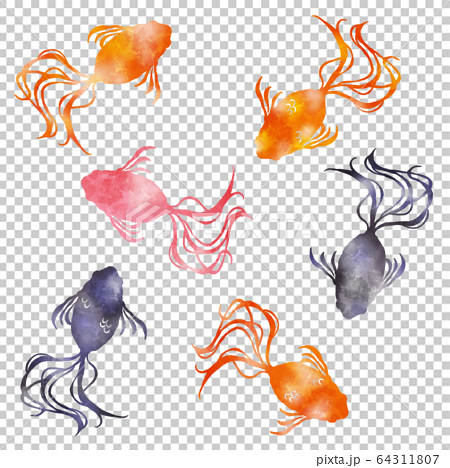 金魚 水彩風イラストのイラスト素材
