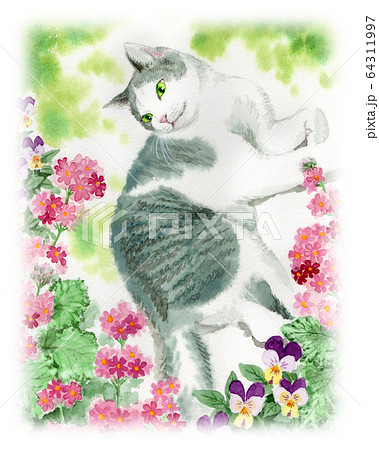 水彩で描いたサクラソウの花と猫のイラスト素材 [64311997] - PIXTA