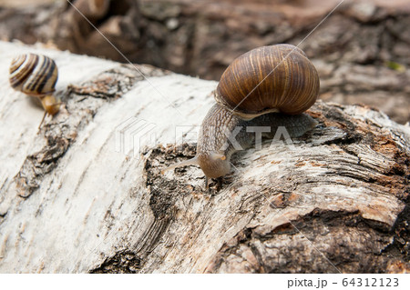 Burgundy snail (Helix, Roman snail, edible snail, 64312123