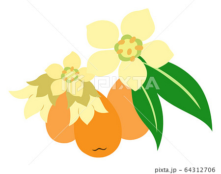 Loquat Fruit Flower Stock Illustration