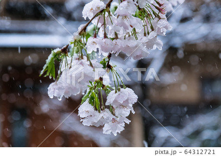 桜と雪 埼玉県蕨市 南町桜並木 64312721