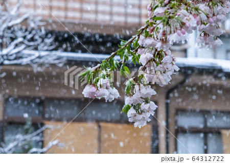 雪の日の桜と住宅街 埼玉県蕨市 南町桜並木 64312722