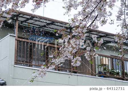 雪の日の桜と住宅街 埼玉県蕨市 南町桜並木 64312731
