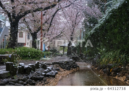 雪の桜並木 埼玉県蕨市 南町桜並木遊歩道 雪の桜並木 埼玉県蕨市 南町桜並木遊歩道 64312738