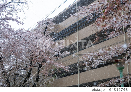 雪の日の桜と住宅街 埼玉県蕨市 南町桜並木 雪の日の桜と住宅街 埼玉県蕨市 南町桜並木 64312748