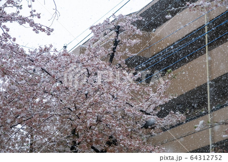 雪の日の桜と住宅街 埼玉県蕨市 南町桜並木 64312752
