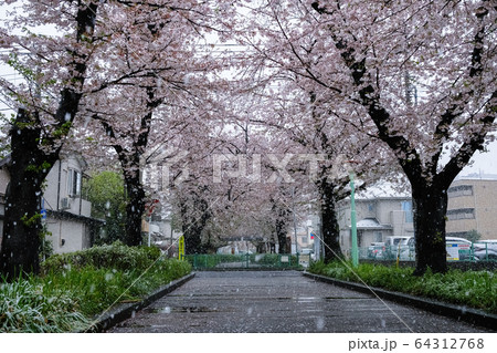 雪の桜並木 埼玉県蕨市 南町桜並木 64312768