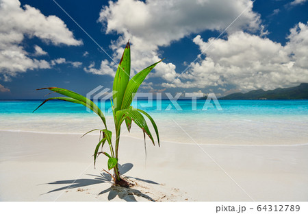 Palm tree growing from coconut on beautiful beach Palm tree growing from coconut on beautiful beach 64312789