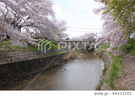 奈良市佐保川の桜並木 64313202