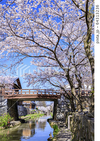近江八幡 八幡堀 桜 近江八幡 八幡堀 桜 64313236