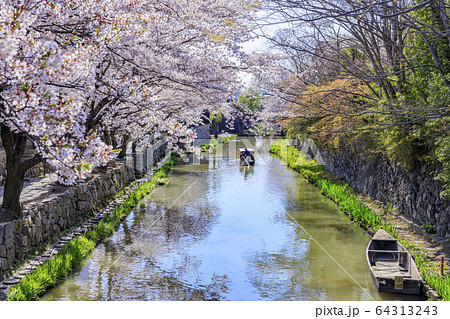 近江八幡 八幡堀 桜の写真素材 [64313243] - PIXTA