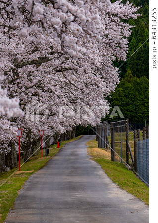 滋賀県　鮎河の千本桜 64313255